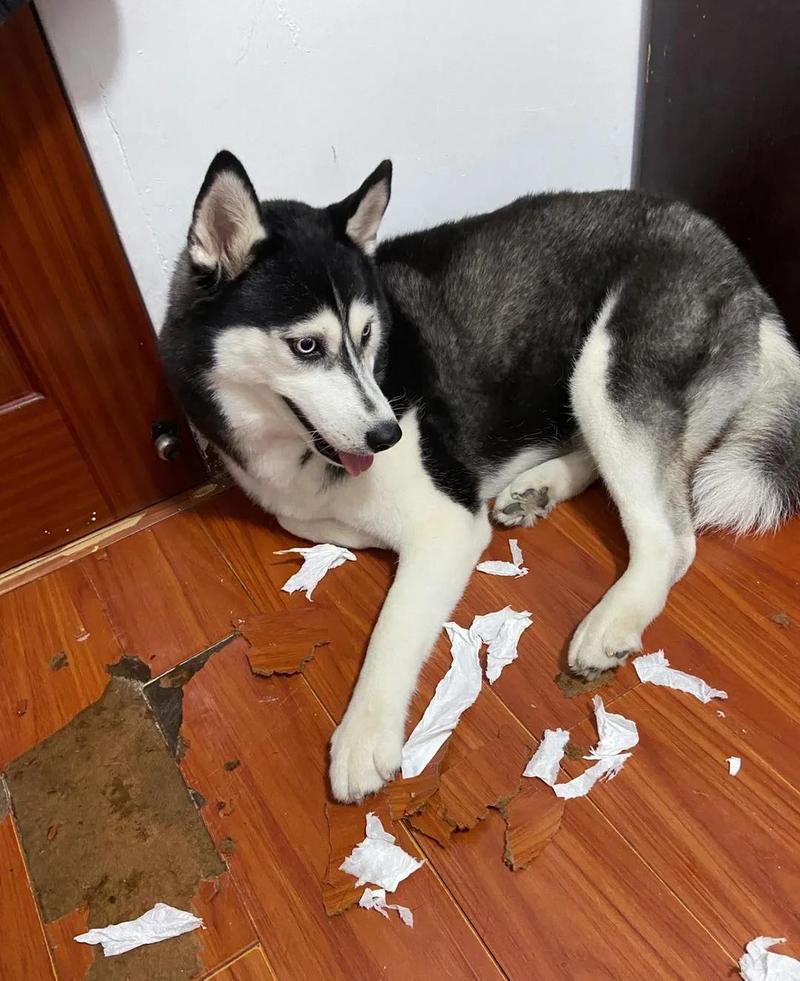 拆家后狗狗蹲门口摇尾巴实拍