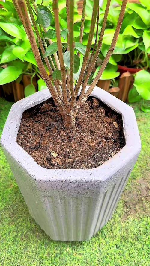 那些浇死绿植的常见坑