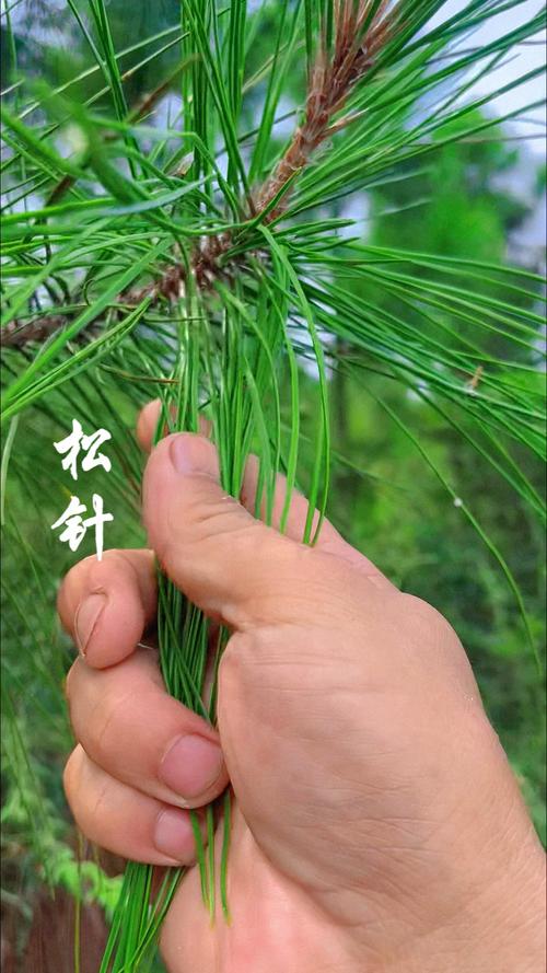 所以,松针到底图个啥?