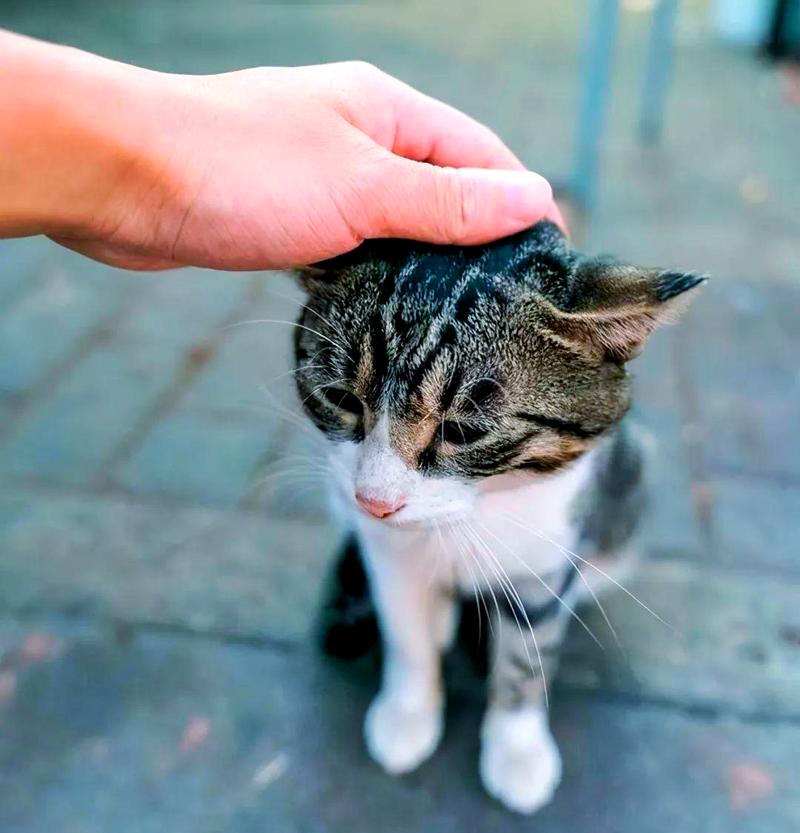 儿童温柔抚摸家猫正确手势