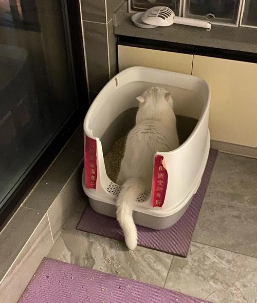 家猫蹲在离猫砂盆过近的水碗旁扭头离开的实拍图