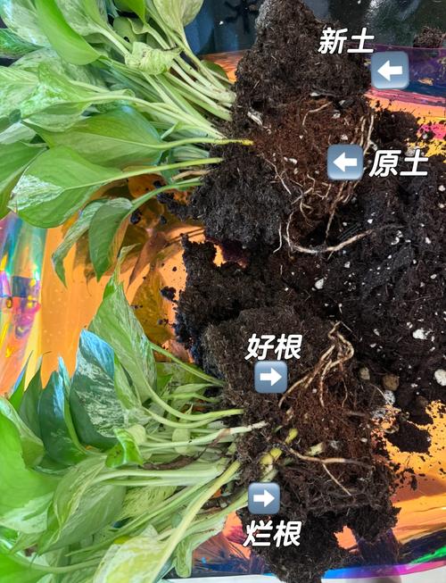 室内绿萝健康 vs 黄叶烂根对比图