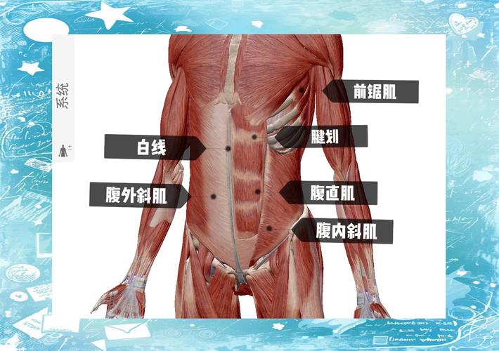 人体腹部脂肪层覆盖腹肌剖面图