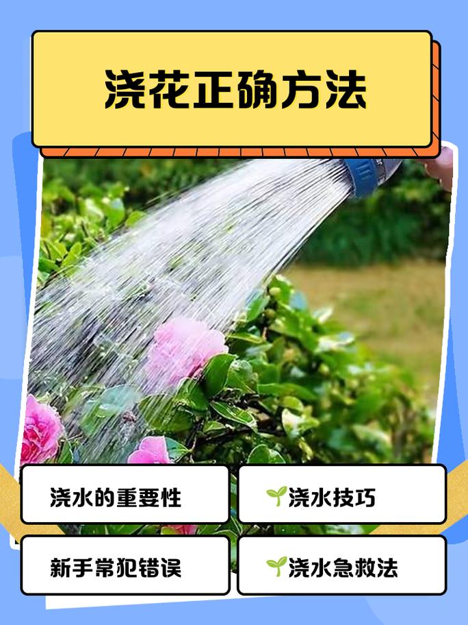 浇水的那些细节，大部分新手都忽略了