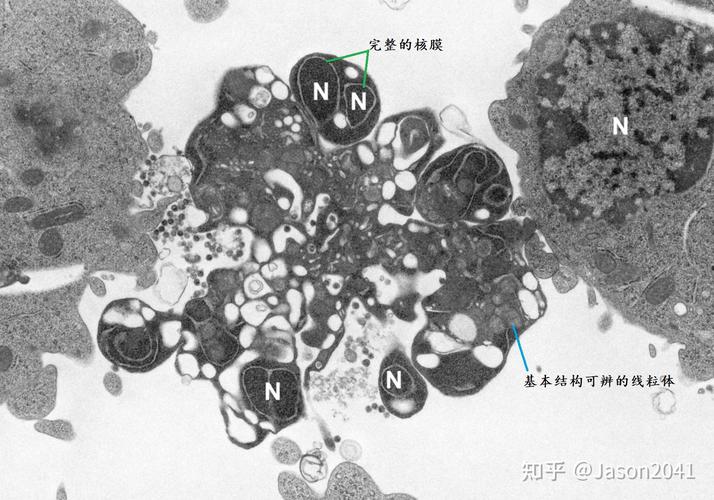扫描电镜下不同粗糙度医用材料表面细胞凋亡图