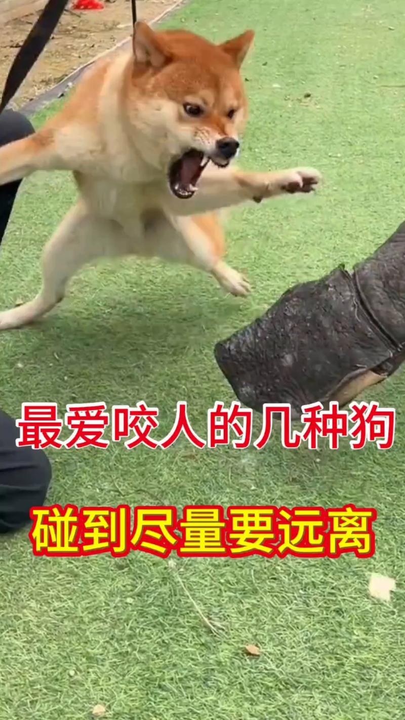 不管你是被咬的还是养狗的,都得留个心眼