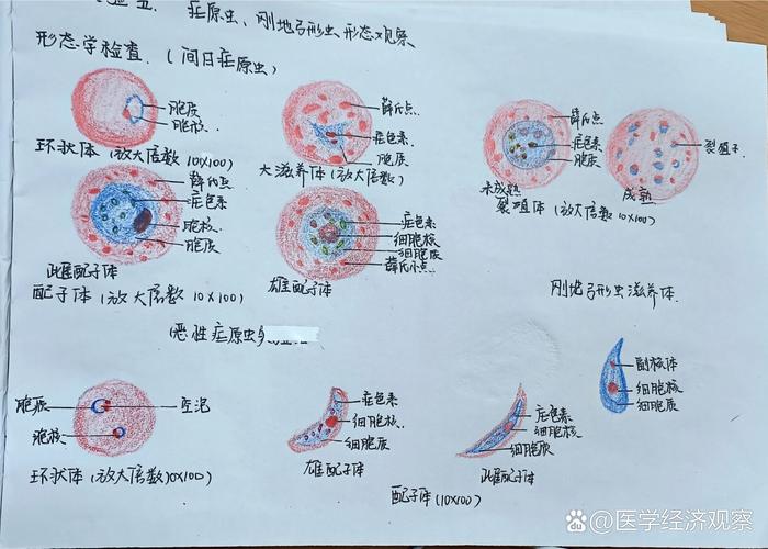 生猪肉肌肉组织弓形虫包囊镜示意图