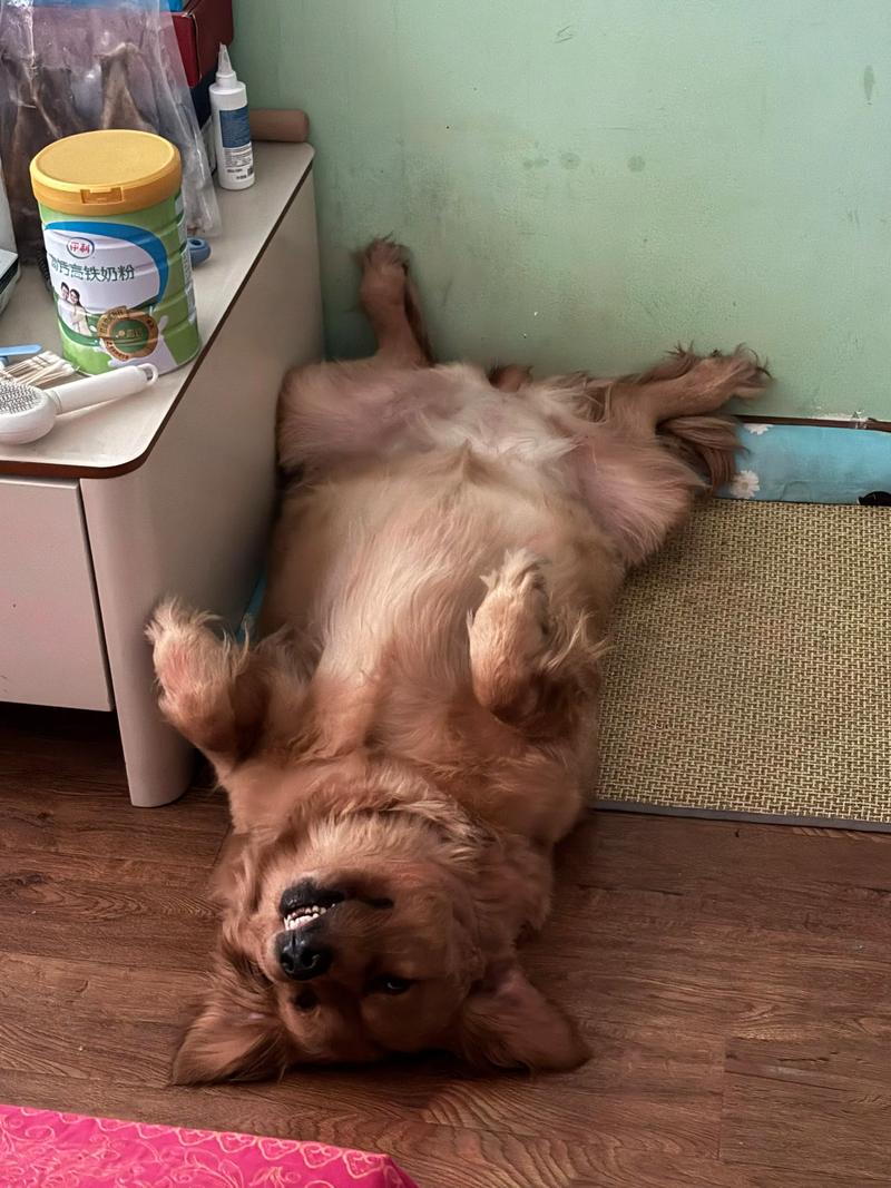 金毛犬在沙发上四仰八叉睡觉搞笑姿势
