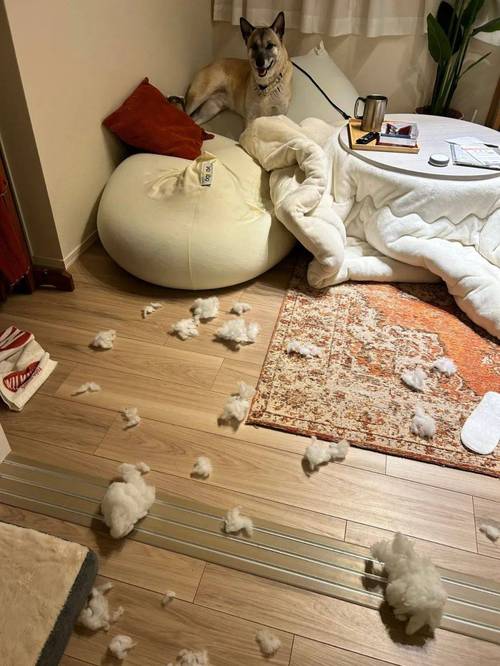 幼犬在家客厅地毯乱拉实拍场景