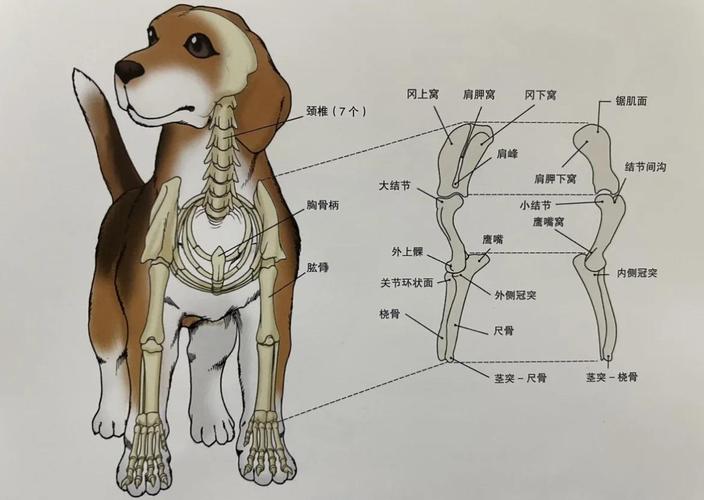 易患犬椎间盘突出的短腿长身犬脊柱受力示意图