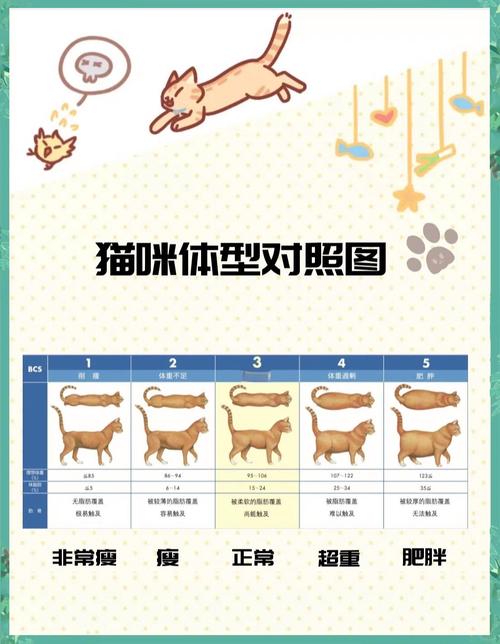 标准体型与肥胖犬猫俯视腰线对比实拍图