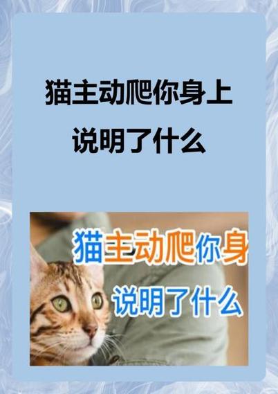 想让猫主动爬上去,根本不用搞那些花里胡哨的