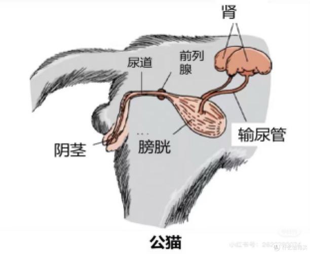 公猫尿道结石堵塞位置解剖示意图
