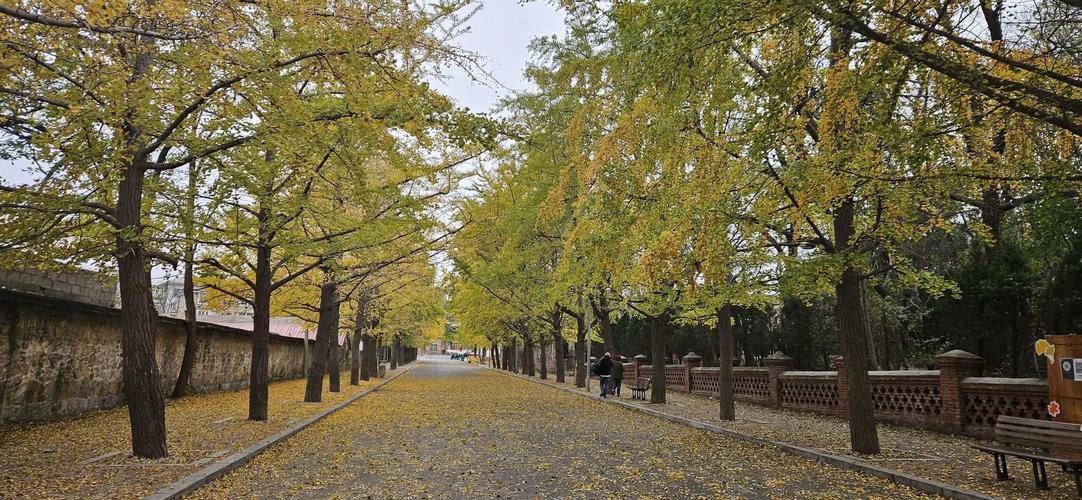 旅顺太阳沟秋日银杏街道
