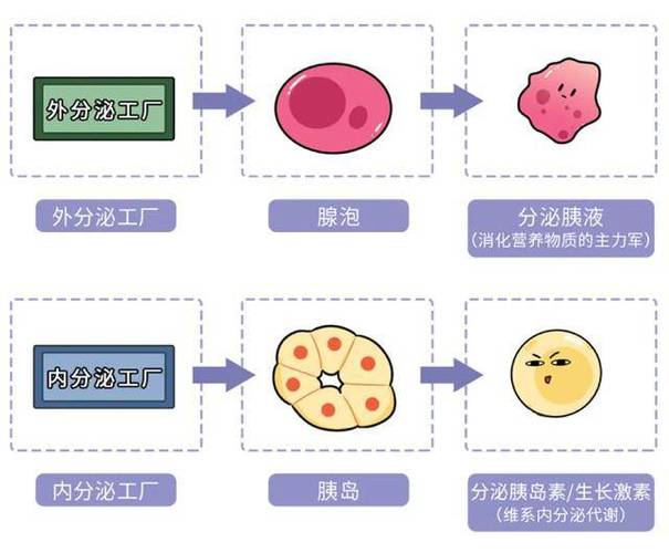 慢性胰腺炎胰腺外分泌功能减退示意图