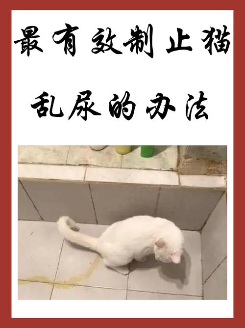 猫咪在室内墙角做尿液标记实拍