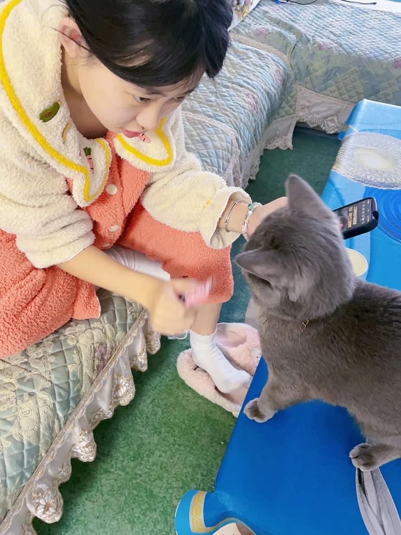 儿童给家猫梳毛日常场景