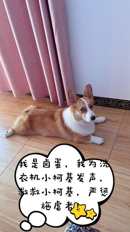 缩在洗衣机角落害怕噪音的宠物柯基