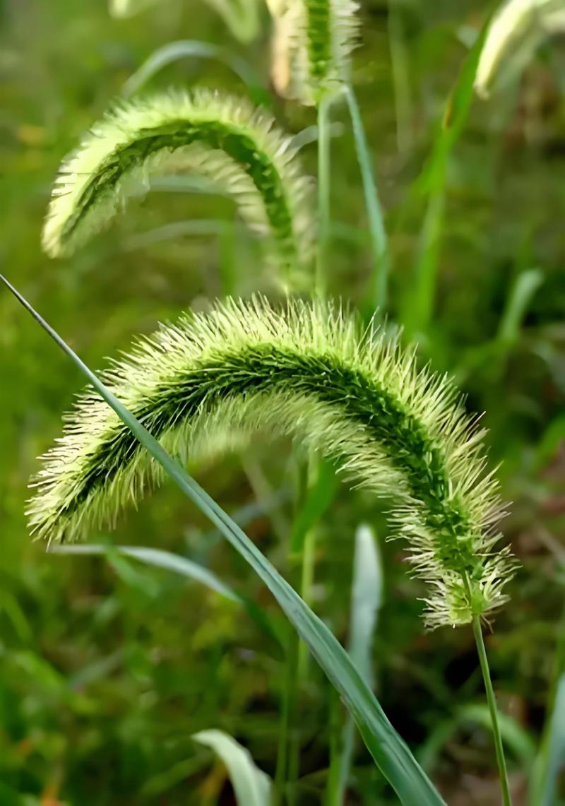中学校园围墙边野生狗尾草丛