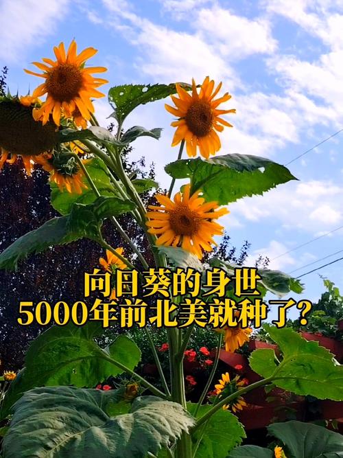 美国原住民种植向日葵历史老照片