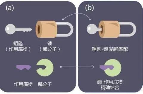 酶与底物结合锁钥模型示意图