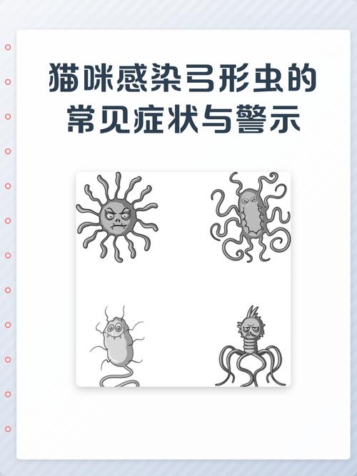 日常生活中弓形虫感染高危场景对比图