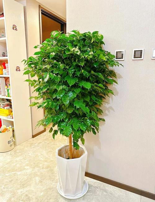 不同品类绿植客厅摆放位置实景图