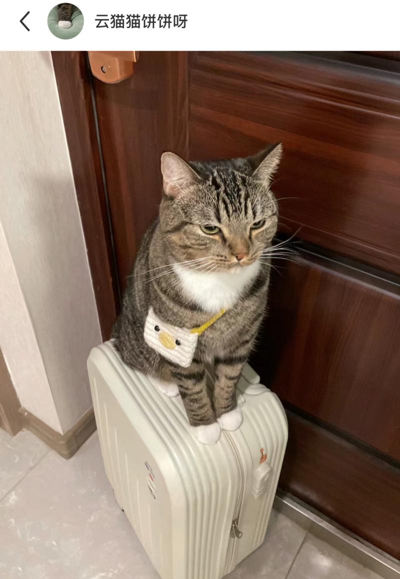 猫咪蹲家门口守住入户领地实拍
