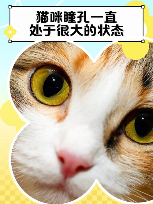 猫咪应激状态下瞳孔散大耳朵平贴的特写图