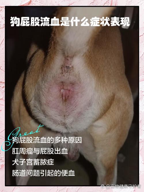 宠物三种出血类型对比示意图