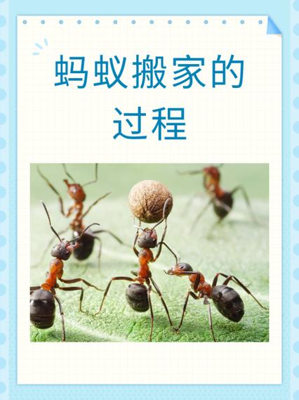 生物启发算法：从蚂蚁搬家到神经网络，这些仿生黑科技你绝对想不到