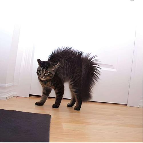 猫咪躲在沙发底下夹尾巴炸毛的实拍图