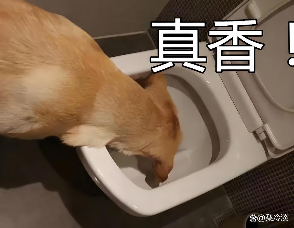 主人用零食奖励正在排便的狗狗