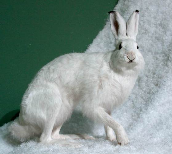 雪兔冬季白色毛皮与夏季褐毛对比图