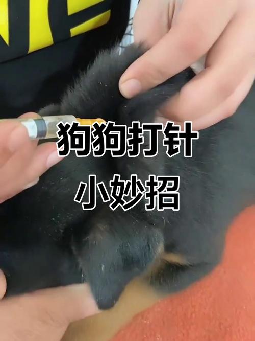 主人给家犬颈后皮下注射胰岛素的轻柔操作场景