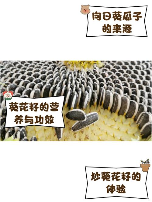 瓜子？那只是向日葵的副产品