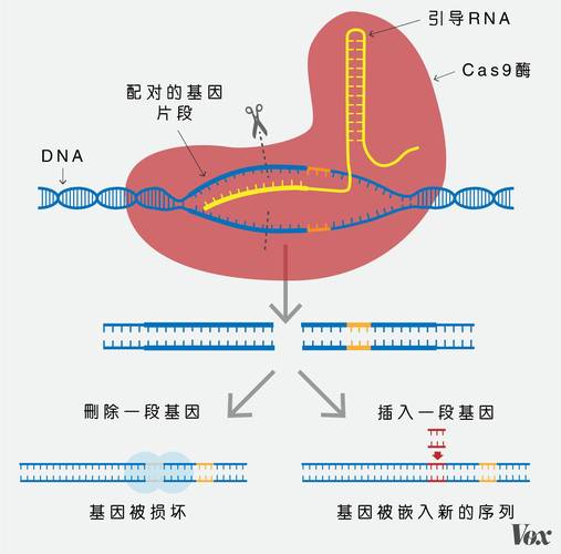 CRISPR基因编辑技术剪刀原理示意图