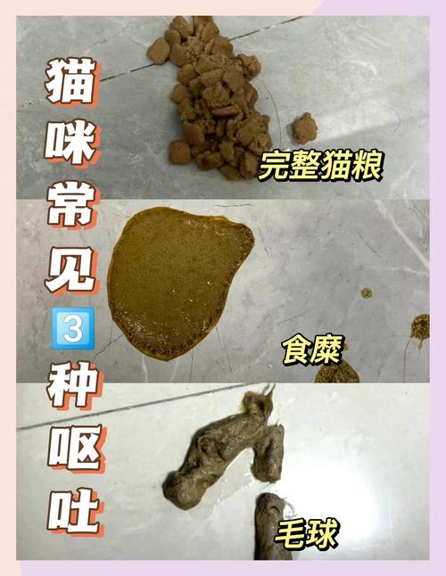 健康猫咪饭后呕吐半消化猫粮图