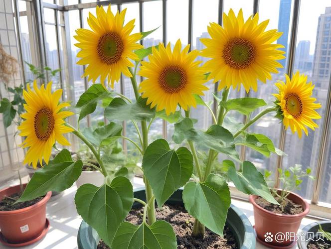 窗台上歪向阳光的向日葵盆栽