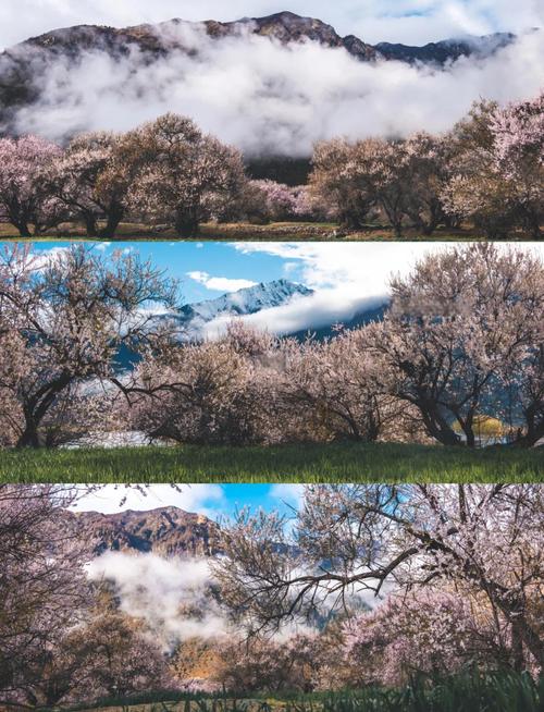 林芝索松村桃花丛牦牛蹄印碎桃花