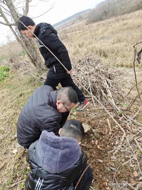 湖北南漳荆山山区村民冬季挖野葛场景