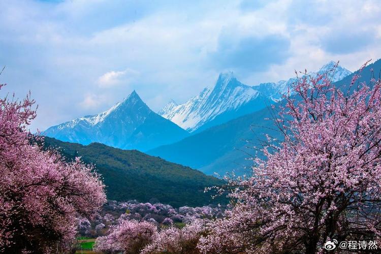 碎桃花顺着尼洋河漂走