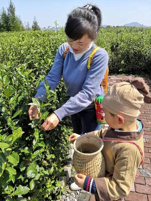 云南西双版纳傣族儿童帮长辈采摘春茶