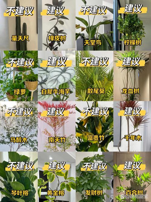 入住阶段：小型绿植的调整问题