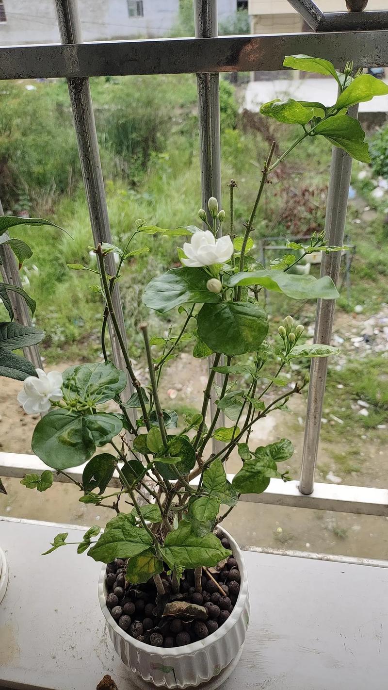 老居民楼阳台水泥栏杆边开着白花的茉莉盆栽