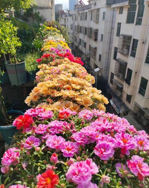 随迁子女阳台种太阳花场景