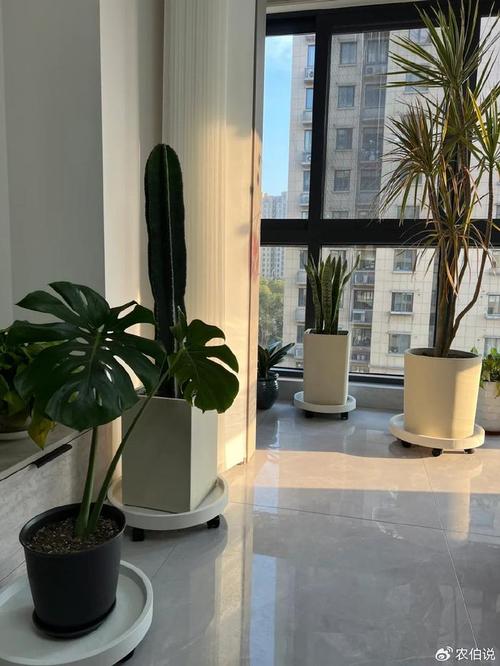 虎皮兰与常春藤家居摆放场景