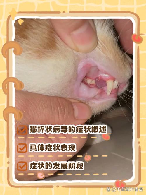 猫杯状病毒引起的猫咪口唇溃疡实拍