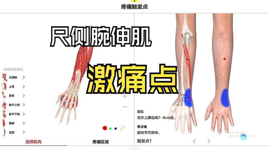 瑜伽练习手腕疼痛位置解剖图
