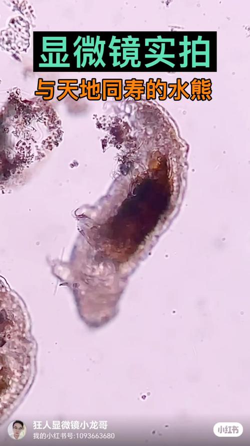 暗场显微镜下池塘水中的水熊虫生命状态